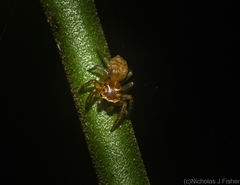 Prostheclina pallida