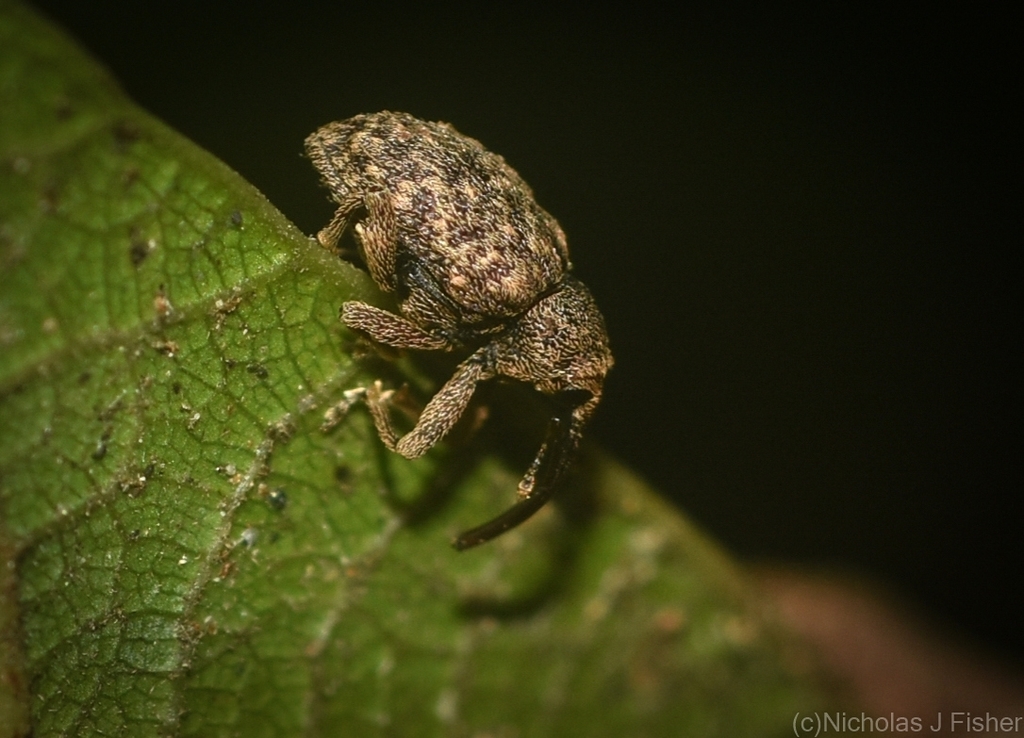 Neomelanterius