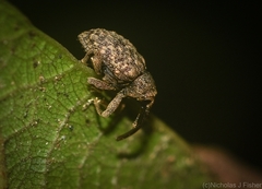 Neomelanterius subtuberculatus