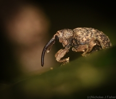 Neomelanterius subtuberculatus