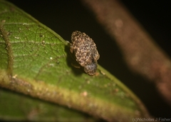 Neomelanterius subtuberculatus