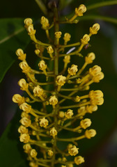Lophanthera lactescens