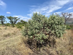 Ozoroa paniculosa paniculosa