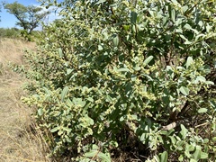 Ozoroa paniculosa paniculosa