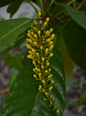 Lophanthera lactescens