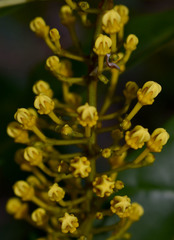 Lophanthera lactescens