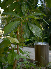 Lophanthera lactescens