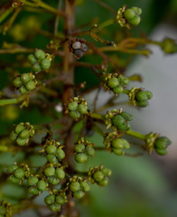 Lophanthera lactescens