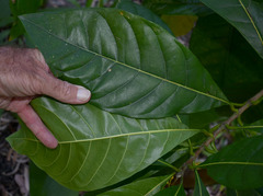 Lophanthera lactescens