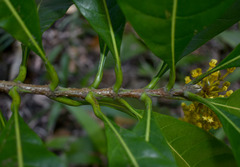 Lophanthera lactescens
