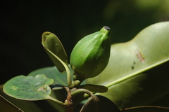 Garcinia pseudoguttifera
