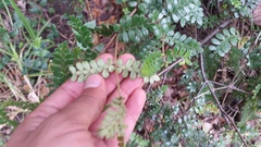 Weinmannia tomentosa