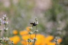Bombus crotchii