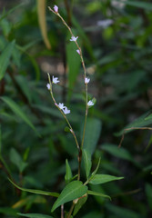 Persicaria odorata