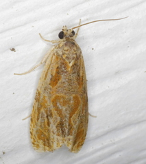 Olethreutes nitidana