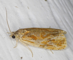 Olethreutes nitidana