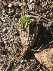 Echinopsis oxygona