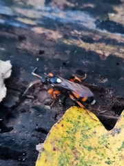 Ichneumon sarcitorius