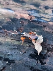 Ichneumon sarcitorius