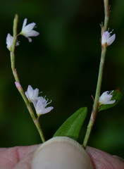 Persicaria odorata