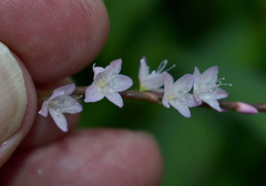 Persicaria odorata