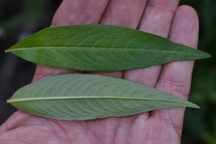 Persicaria odorata