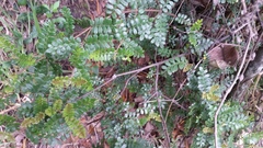 Weinmannia tomentosa