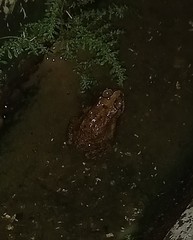 Duttaphrynus melanostictus