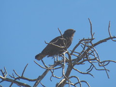 Circaetus