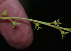 Wetria australiensis