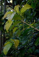 Wetria australiensis
