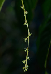Wetria australiensis