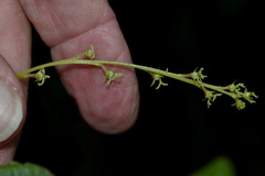 Wetria australiensis