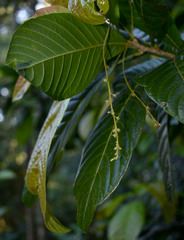 Wetria australiensis
