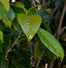 Wetria australiensis