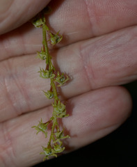 Wetria australiensis