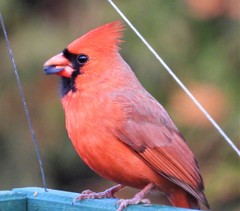 Cardinalis cardinalis