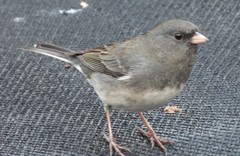 Junco hyemalis