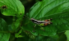 Chitaura indica
