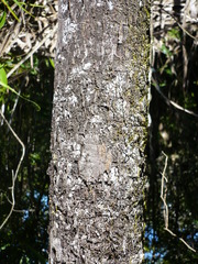 Garcinia pseudoguttifera