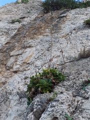 Pseudoscabiosa limonifolia