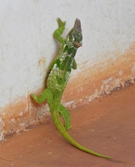 Kinyongia multituberculata