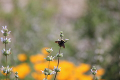 Bombus crotchii