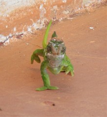 Kinyongia multituberculata