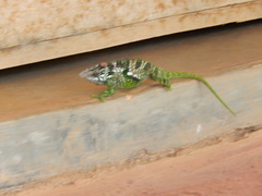 Kinyongia multituberculata