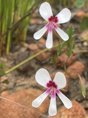 Pelargonium setulosum