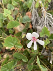 Pelargonium setulosum