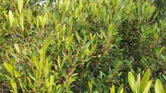 Cassine parvifolia