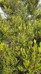 Cassine parvifolia