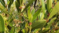 Cassine parvifolia